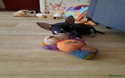 Chihuahua dogs for sale: Lovely chihuahua puppies! - Image 19