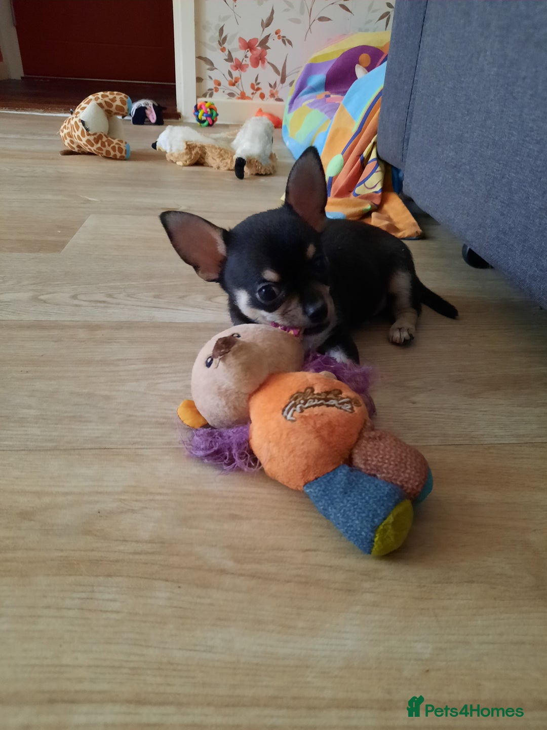 Chihuahua dogs for sale: Lovely chihuahua puppies! - Image 19