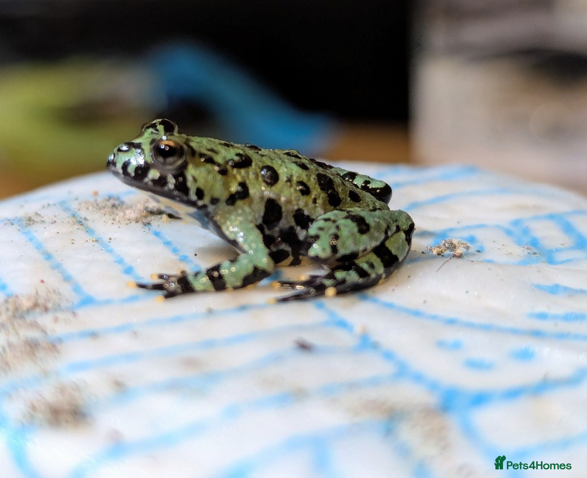 Frog reptiles Oriental fire-bellied toad - Advert 5