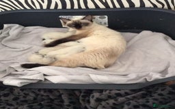 Ragdoll cats for sale: 3 ragdoll girls ready now - Image 9