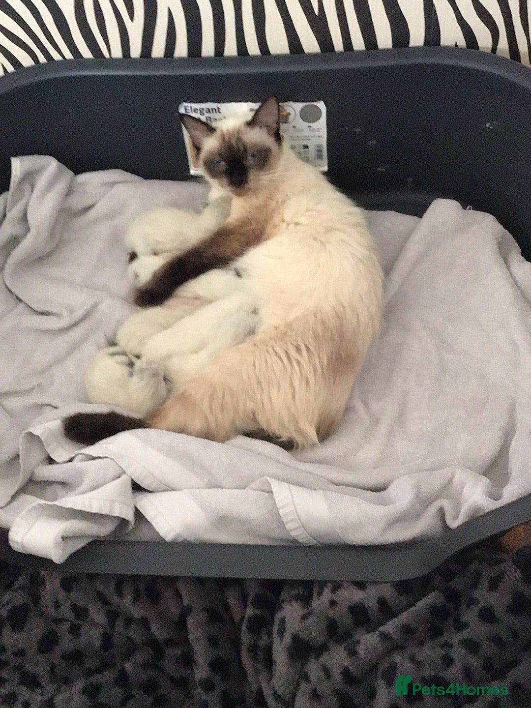 Ragdoll cats for sale: 3 ragdoll girls ready now - Image 9