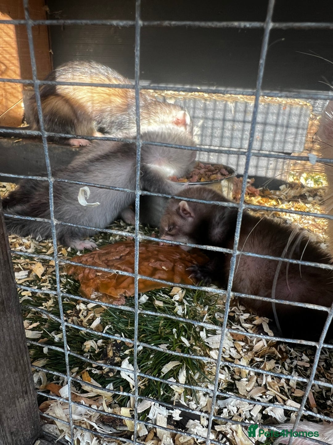 Ferret rodents for sale: home bred ferrets half pole x albino they are grey - Image 5