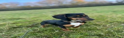 Dachshund dogs for sale: Wire haired miniature dachsunds - Advert 7