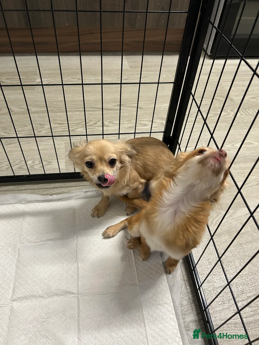 Chipoo dogs for sale: Female chihuahua  - Advert 2