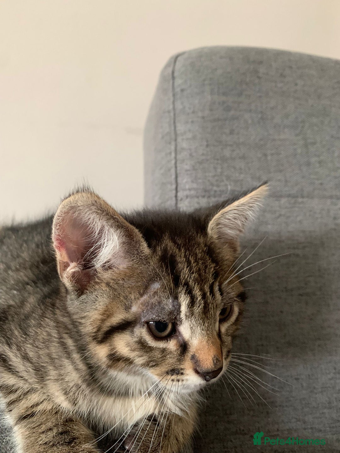 Mixed Breed cats for sale: Kitten - half Siberian READY NOW  - Image 4