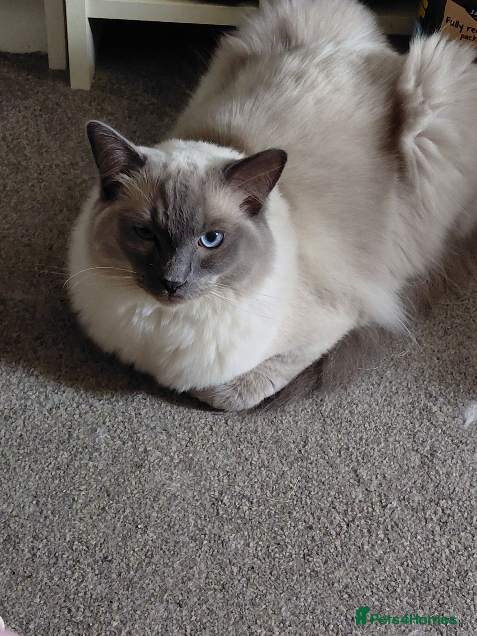 Ragdoll cats Blue point ragdoll male  - Advert 1