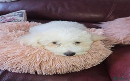Bichon Frise dogs for sale: Bichon frise puppy 1 boy  - Image 4