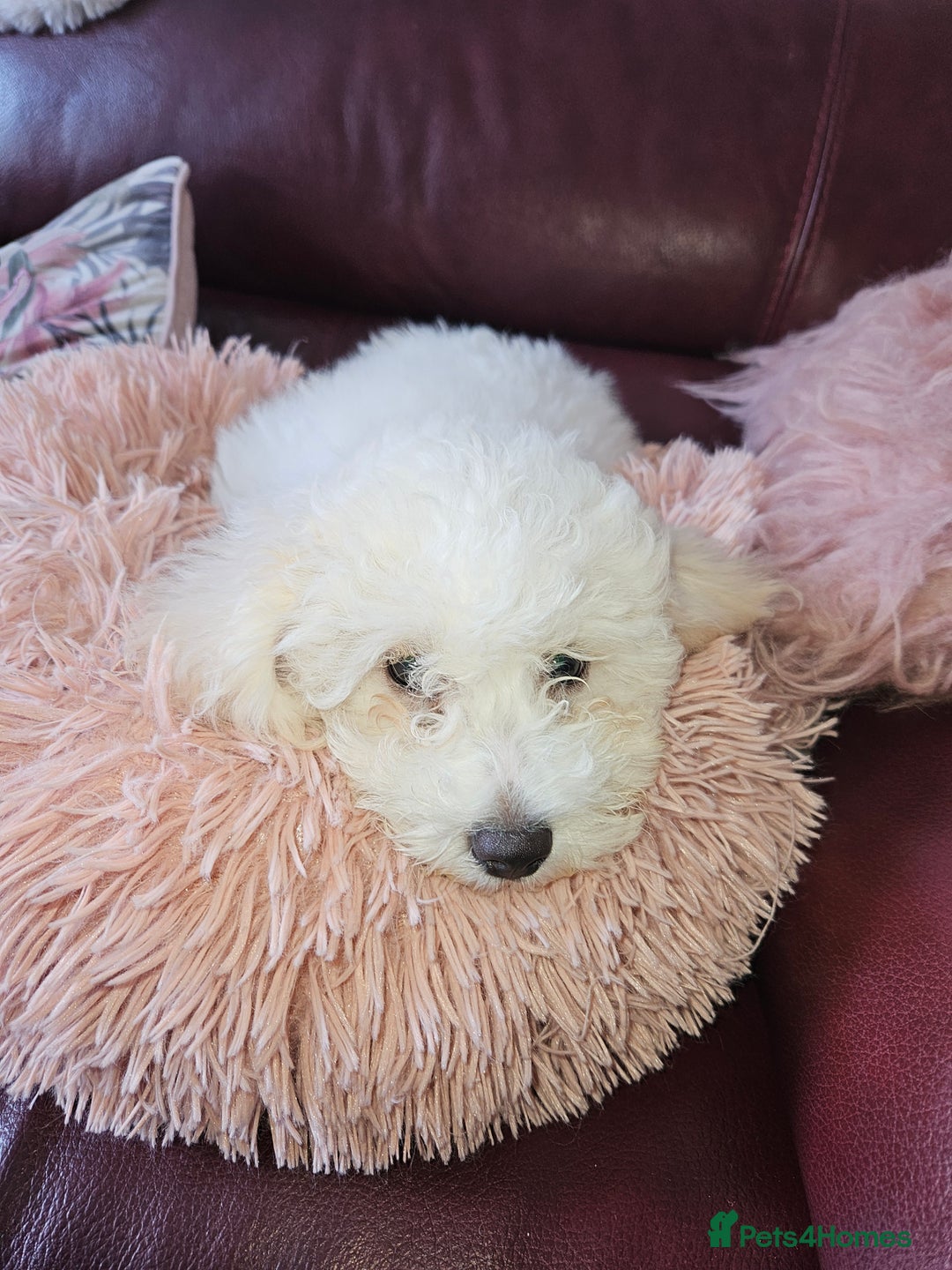 Bichon Frise dogs for sale: Bichon frise puppy 1 boy  - Image 4