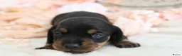 Miniature Dachshund dogs for sale: KC Miniature Dachshund Puppies - Advert 28