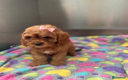 Cavapoo dogs for sale: Female Red Cavapoo Ready now  - Image 3