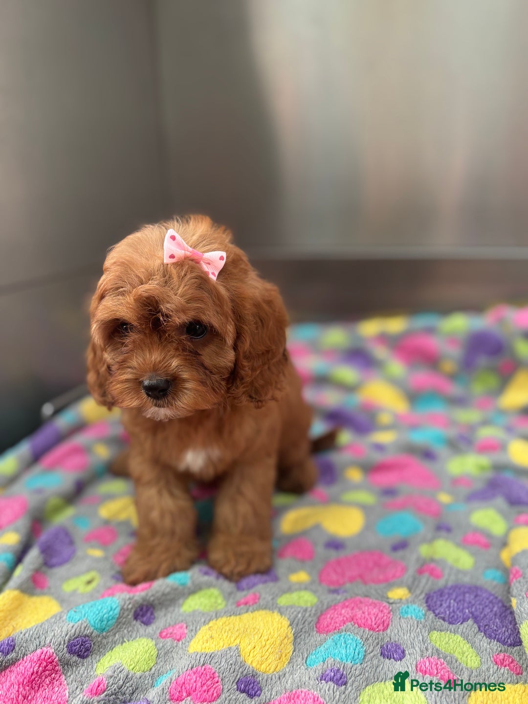 Cavapoo dogs for sale: Female Red Cavapoo Ready now  - Image 3