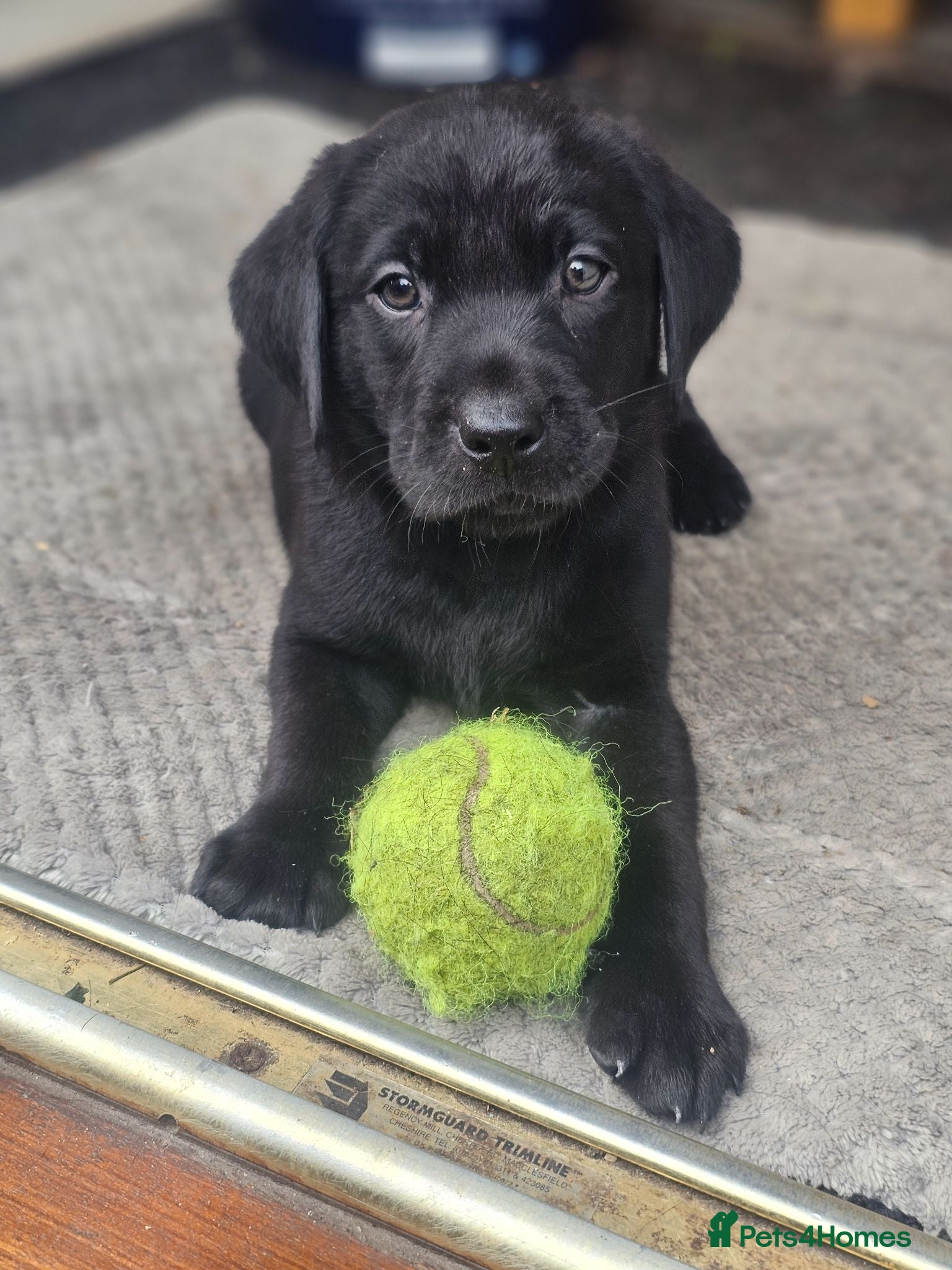Labrador Retriever dogs Outstanding litter of 7 KC Reg Labrador Pups - Advert 18