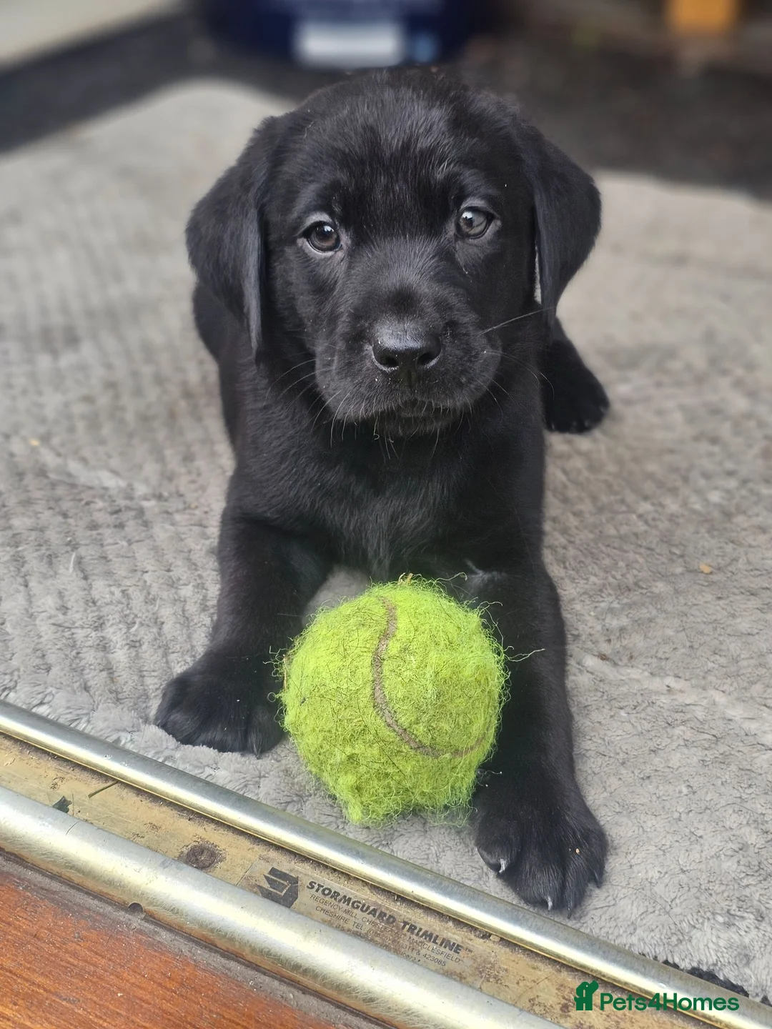 Labrador Retriever dogs for sale: Outstanding litter of 7 KC Reg Labrador Pups - Advert 1