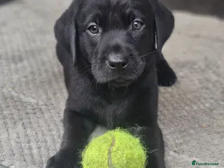 Labrador Retriever dogs **3 Black Dogs Left**7 KC Reg Labrador Pups - Advert 1