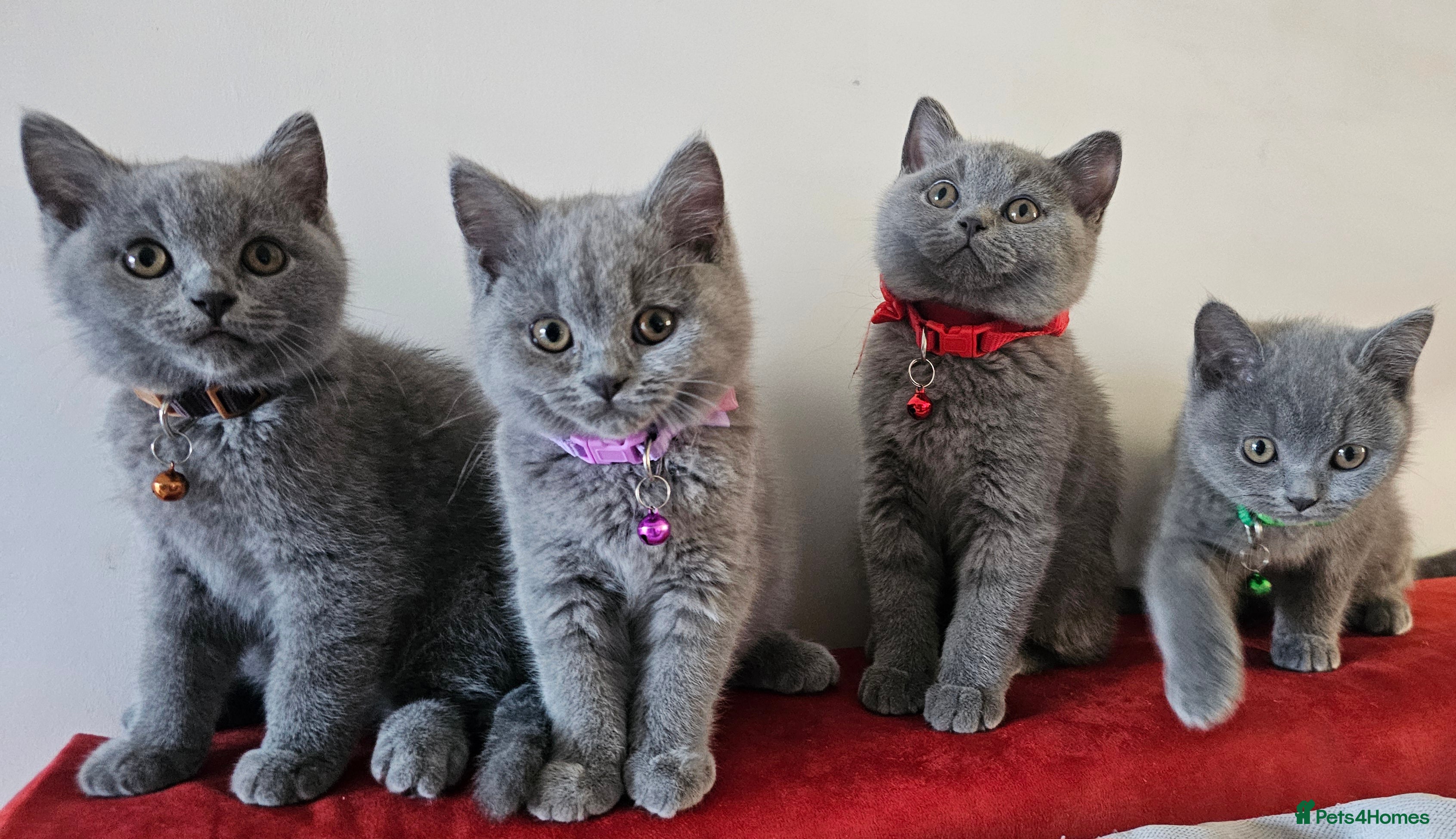 British Shorthair cats Beautiful Pedigree British Blue Kittens  🐾 - Advert 5