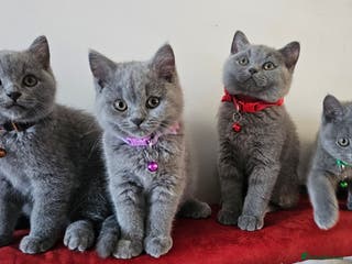 British Shorthair cats Beautiful Pedigree British Blue Kittens 🐾 - Advert 9