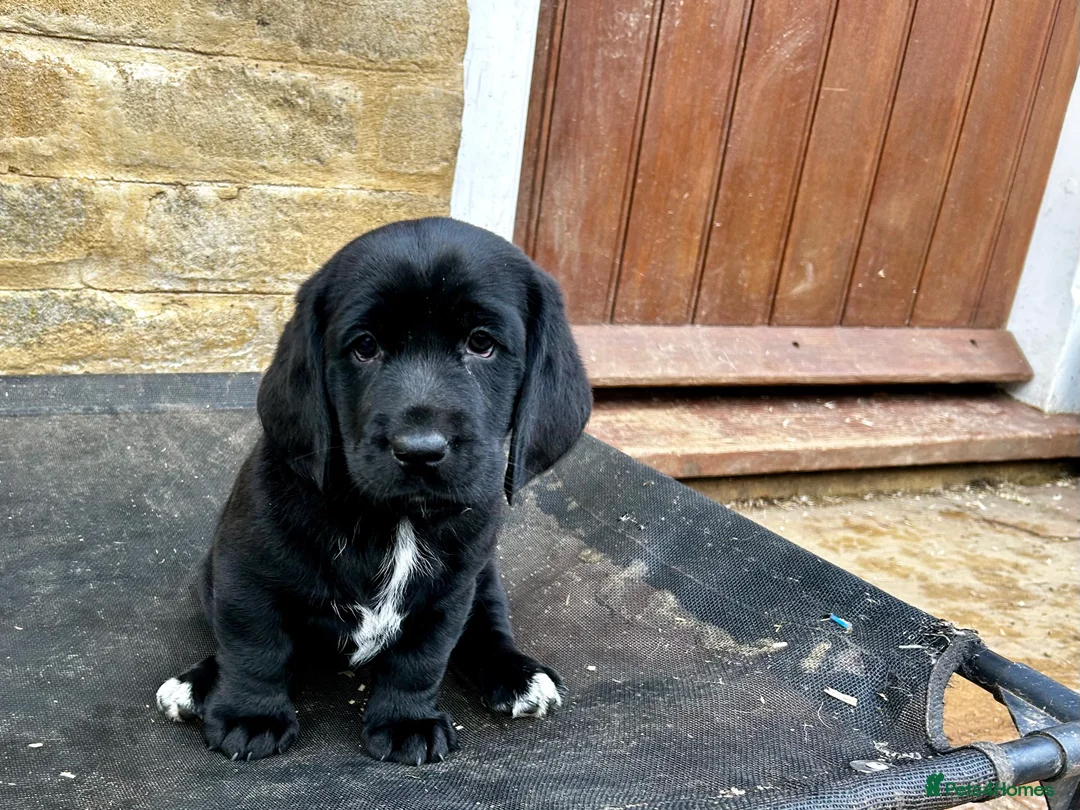 Mixed Breed dogs for sale: Basset x Labrador ( Bassador)  - Advert 2