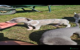 Whippet dogs for sale: Fantastic Whippet puppies - Image 12