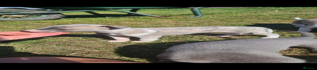 Whippet Puppy 4