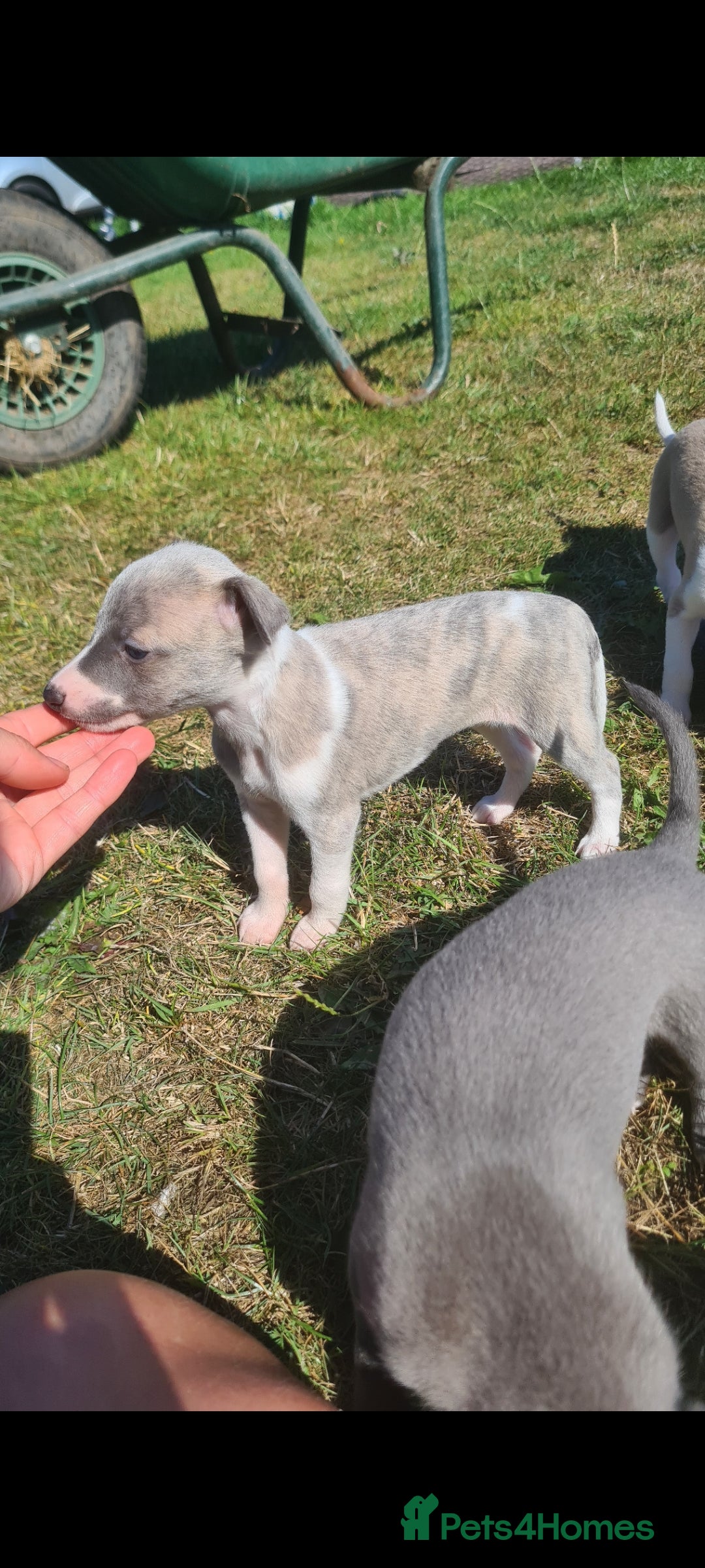 Whippet dogs for sale: Fantastic Whippet puppies - Image 12