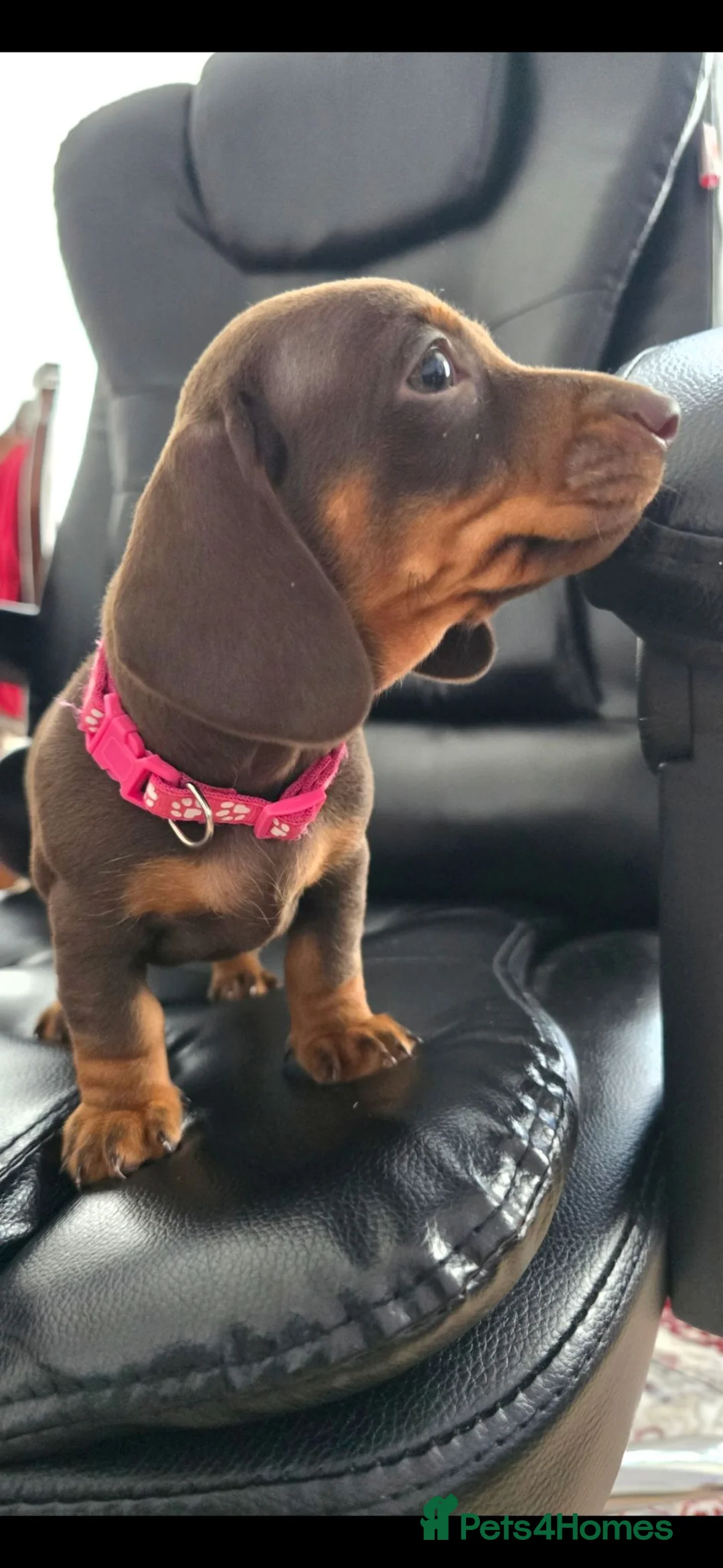 Miniature Dachshund dogs for sale: Miniature dachshund - Advert 1