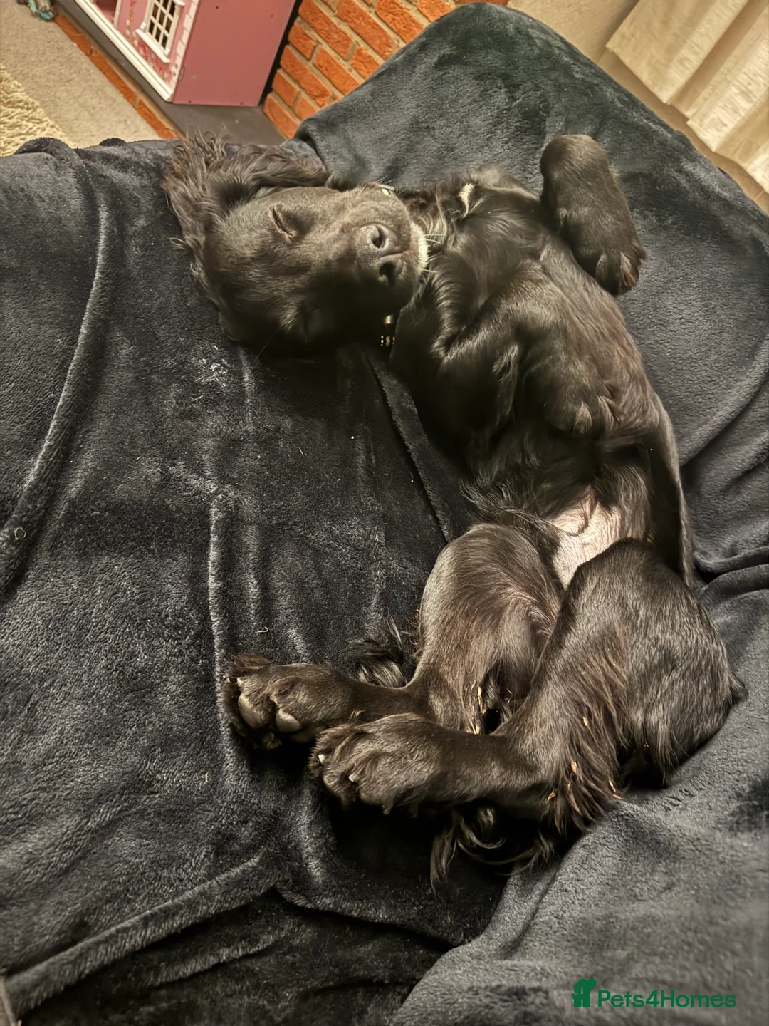 Cocker Spaniel dogs for sale: Gorgeous 8 month old cocker spaniel boy  - Advert 4