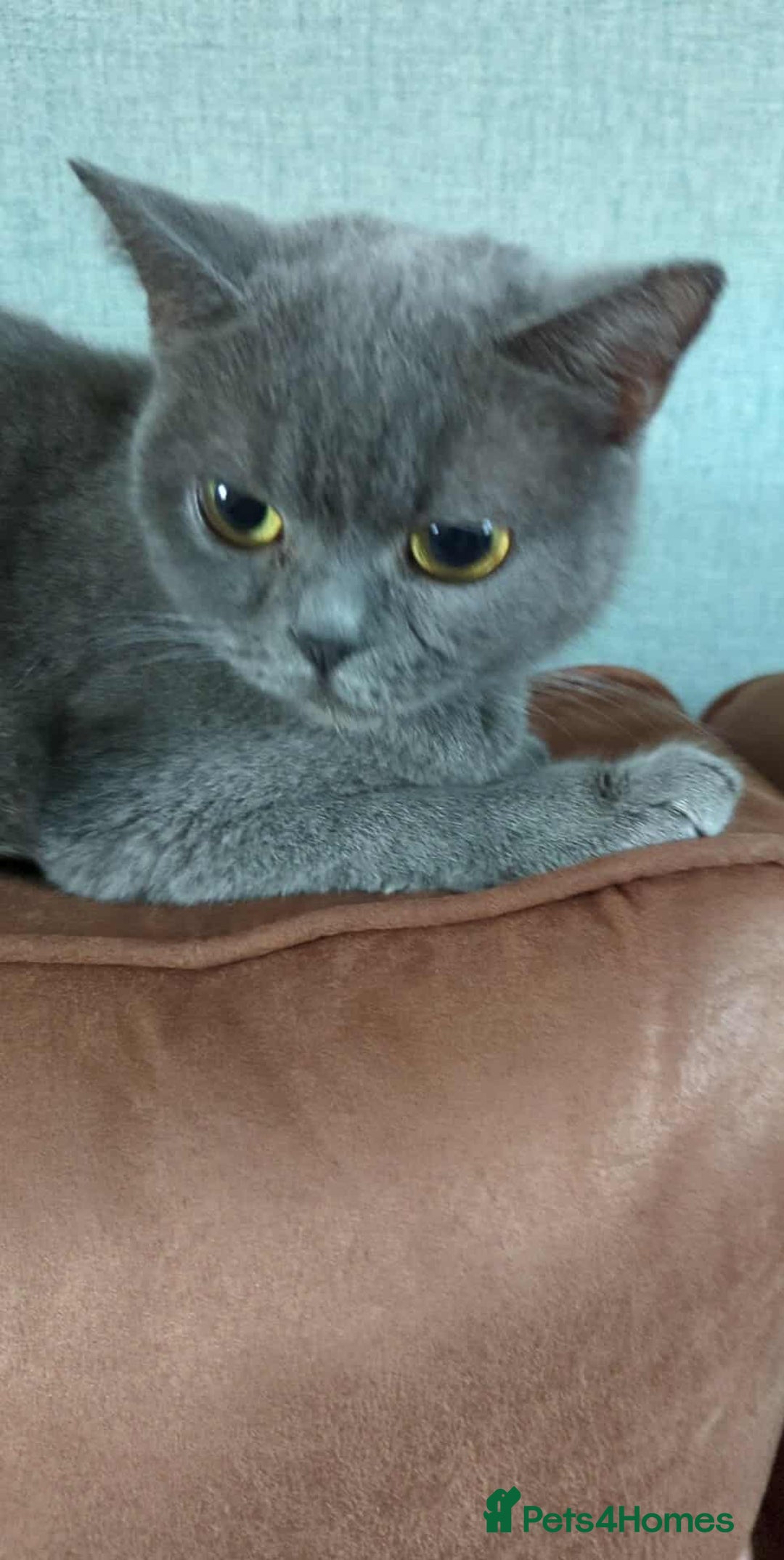 Mixed Breed cats for sale: Mixed kittens for sale  - Advert 4