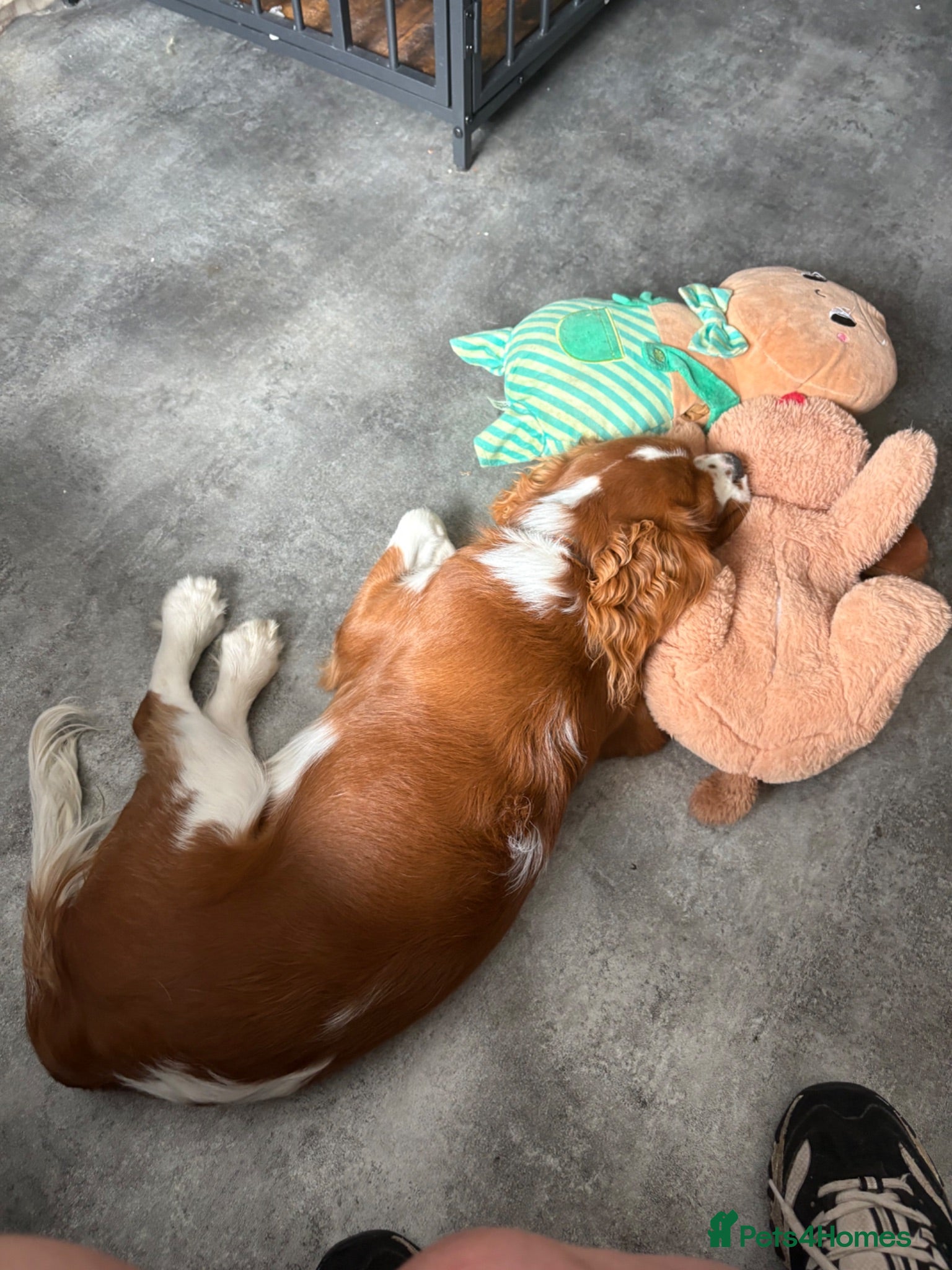 Cavalier King Charles Spaniel dogs Charlie - Advert 6