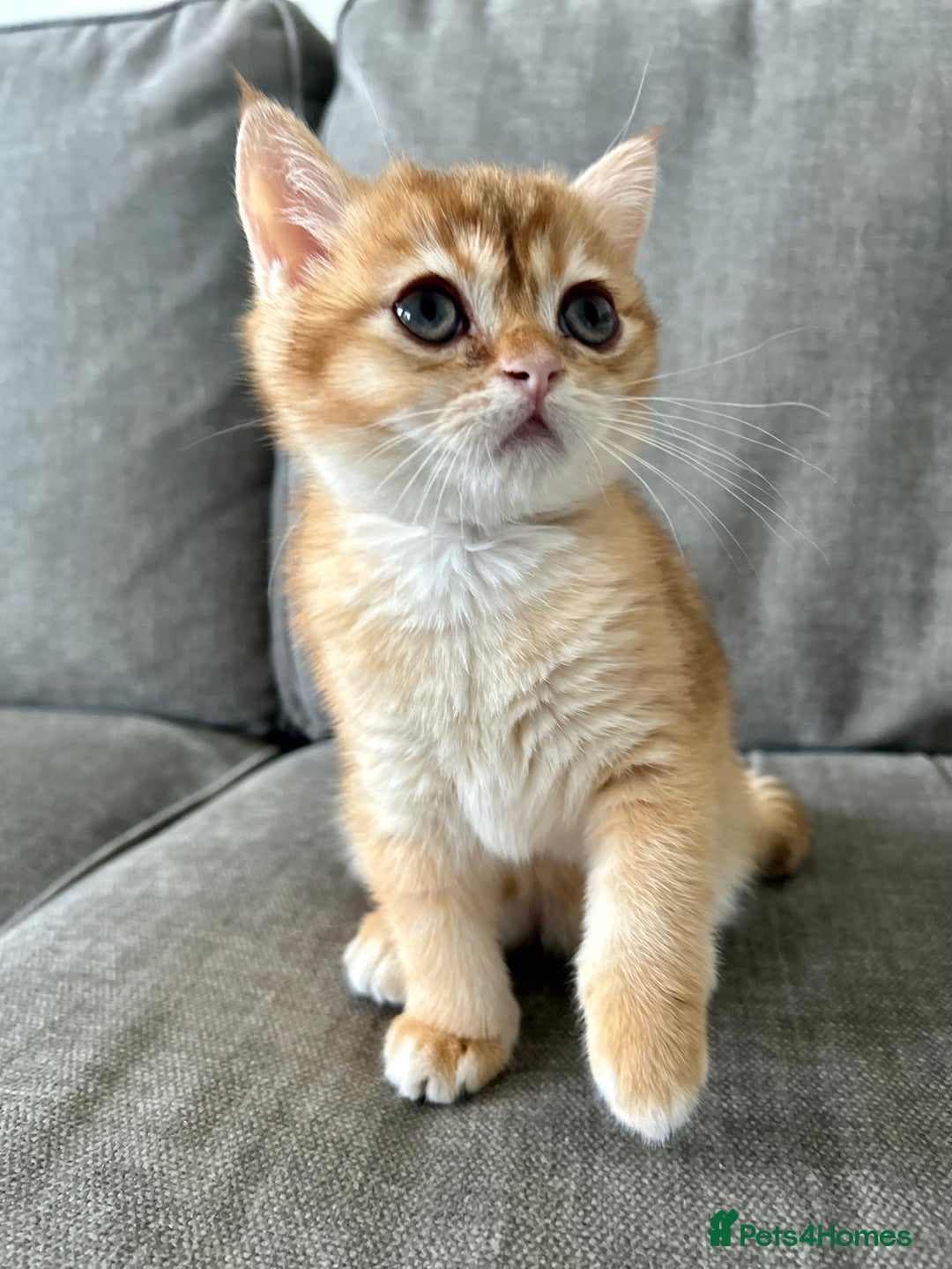 British Shorthair cats for sale: ‼️‼️BSH Chocolate Golden Shaded 1 BOY - Image 6