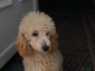 Miniature Poodle dogs - Advert 17