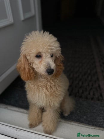 Miniature Poodle dogs - Advert 17