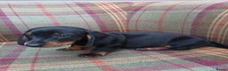 Miniature Dachshund dogs for sale: Black and Tan Miniature Dachshund Puppies 3 Boys - Advert 16