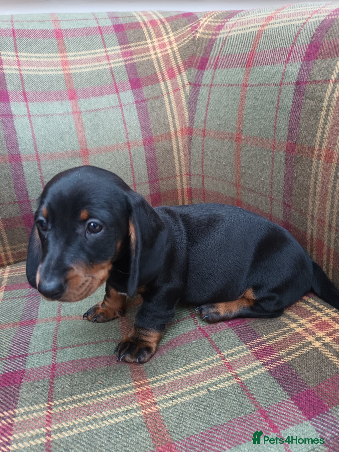 Miniature Dachshund dogs for sale: Black and Tan Miniature Dachshund Puppies 3 Boys - Advert 16