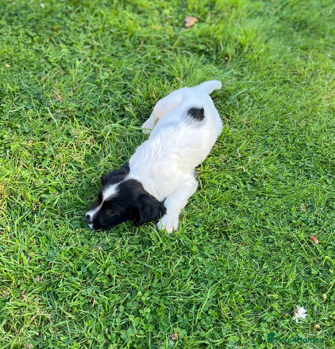 English Springer Spaniel dogs for sale: KC Springer Spaniel Puppies - Image 12