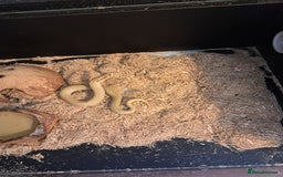 Snake reptiles for sale: Western hognose superconda with viv - Image 6