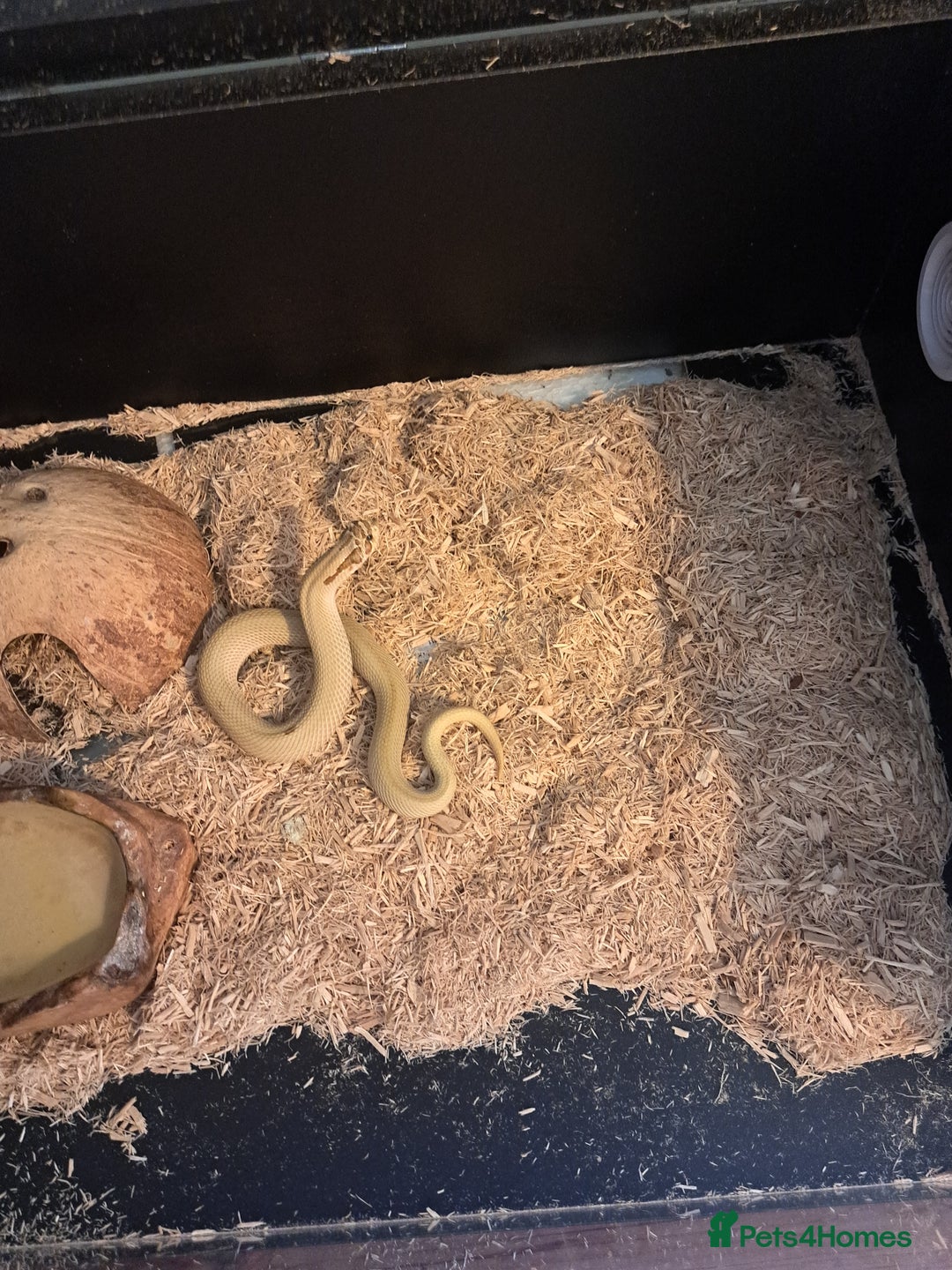 Snake reptiles for sale: Western hognose superconda with viv - Image 6