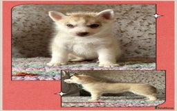 Siberian Husky dogs for sale: Beautiful KC registered Siberian puppies  - Image 11