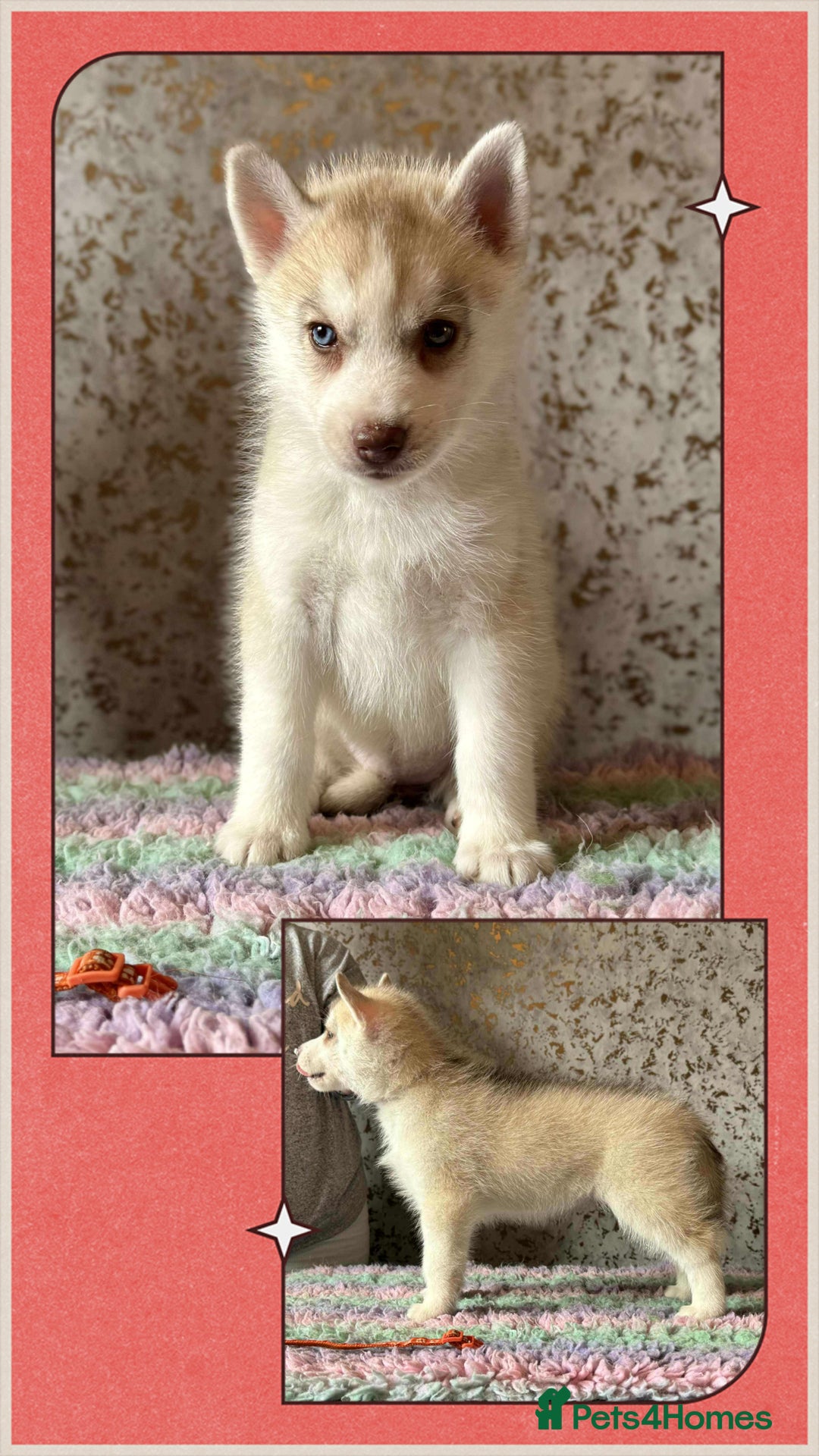 Siberian Husky dogs for sale: Beautiful KC registered Siberian puppies  - Image 11