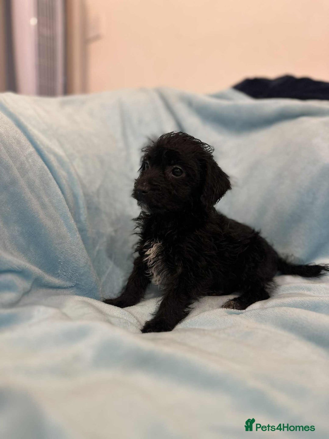Jackapoo dogs for sale: Beautiful jackapoo’s  - Image 8