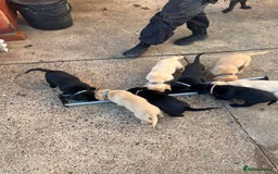 Labrador Retriever dogs for sale: Black/Golden Labrador Pups - Image 10