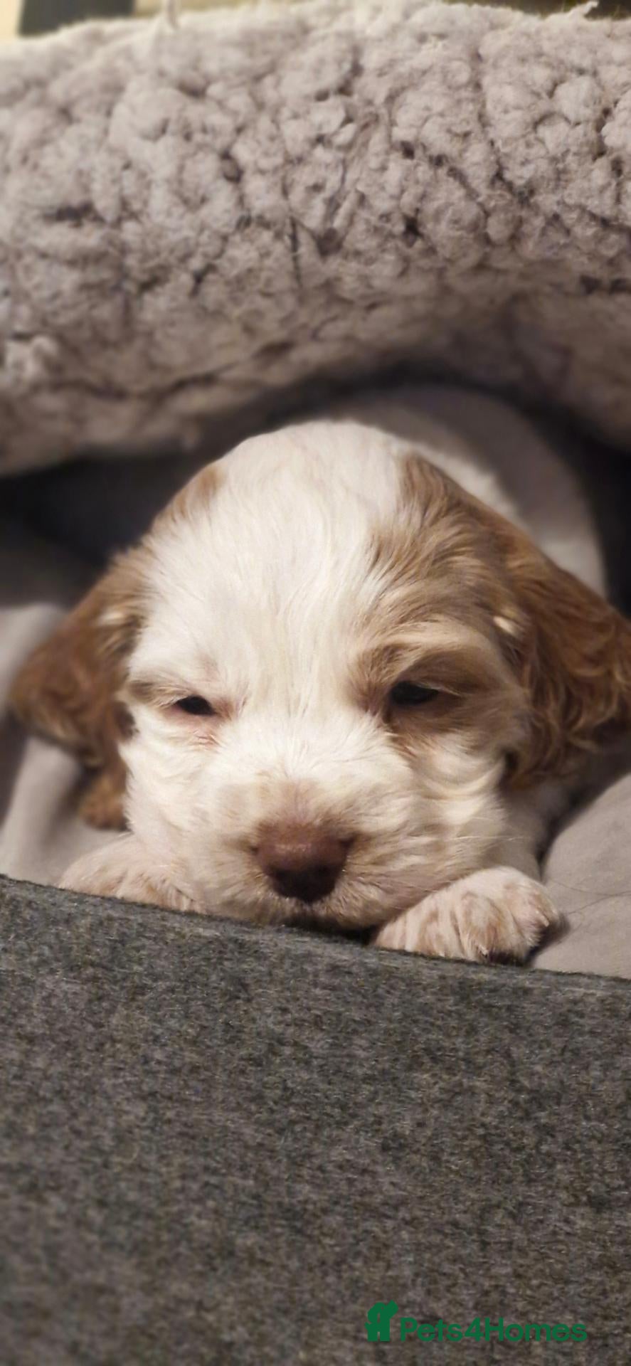 Cocker Spaniel dogs for sale: Beautiful kc cocker spaniel puppies  - Advert 1