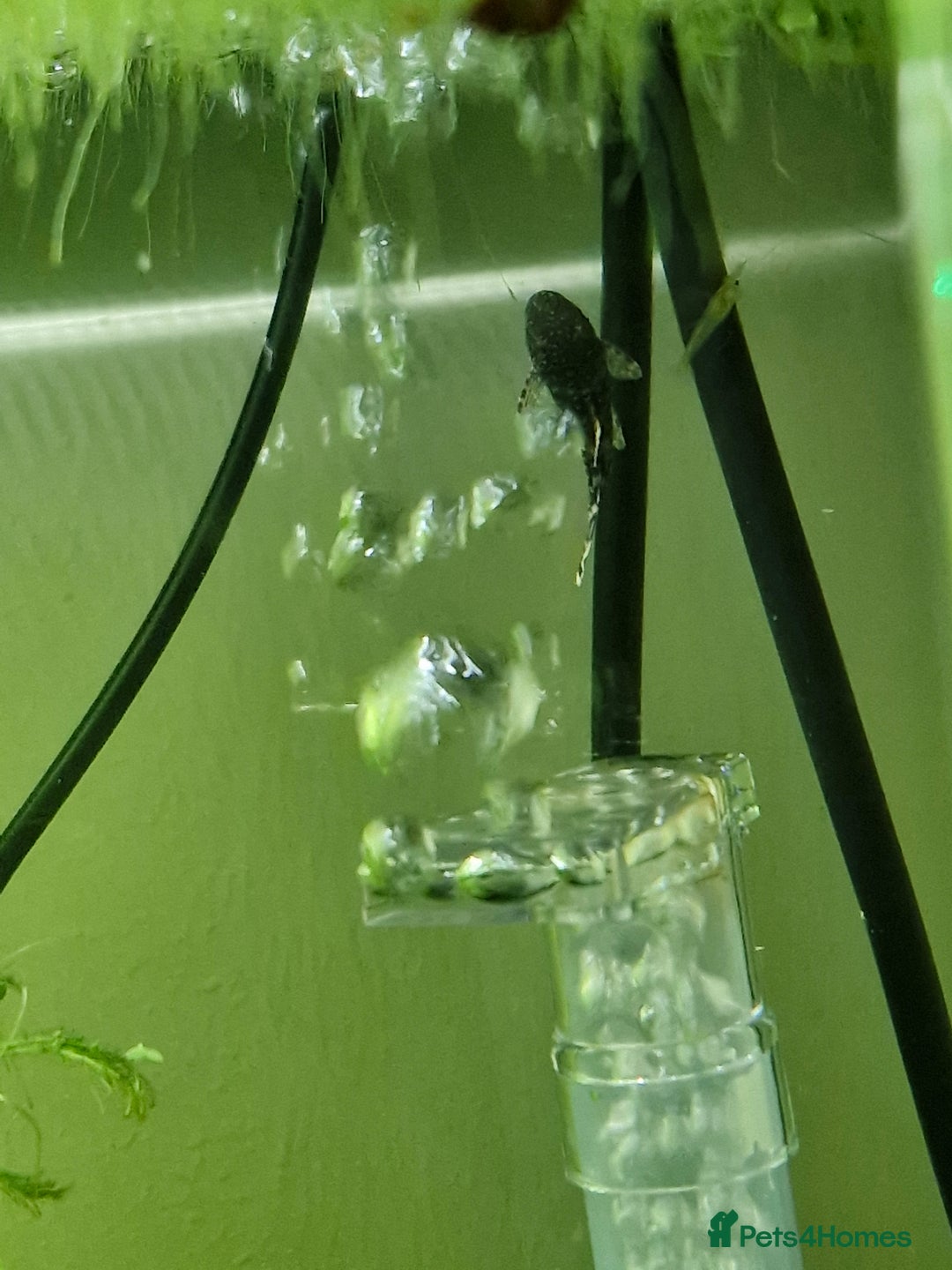Plecos fish for sale: Bristlenose Plecos - Image 6