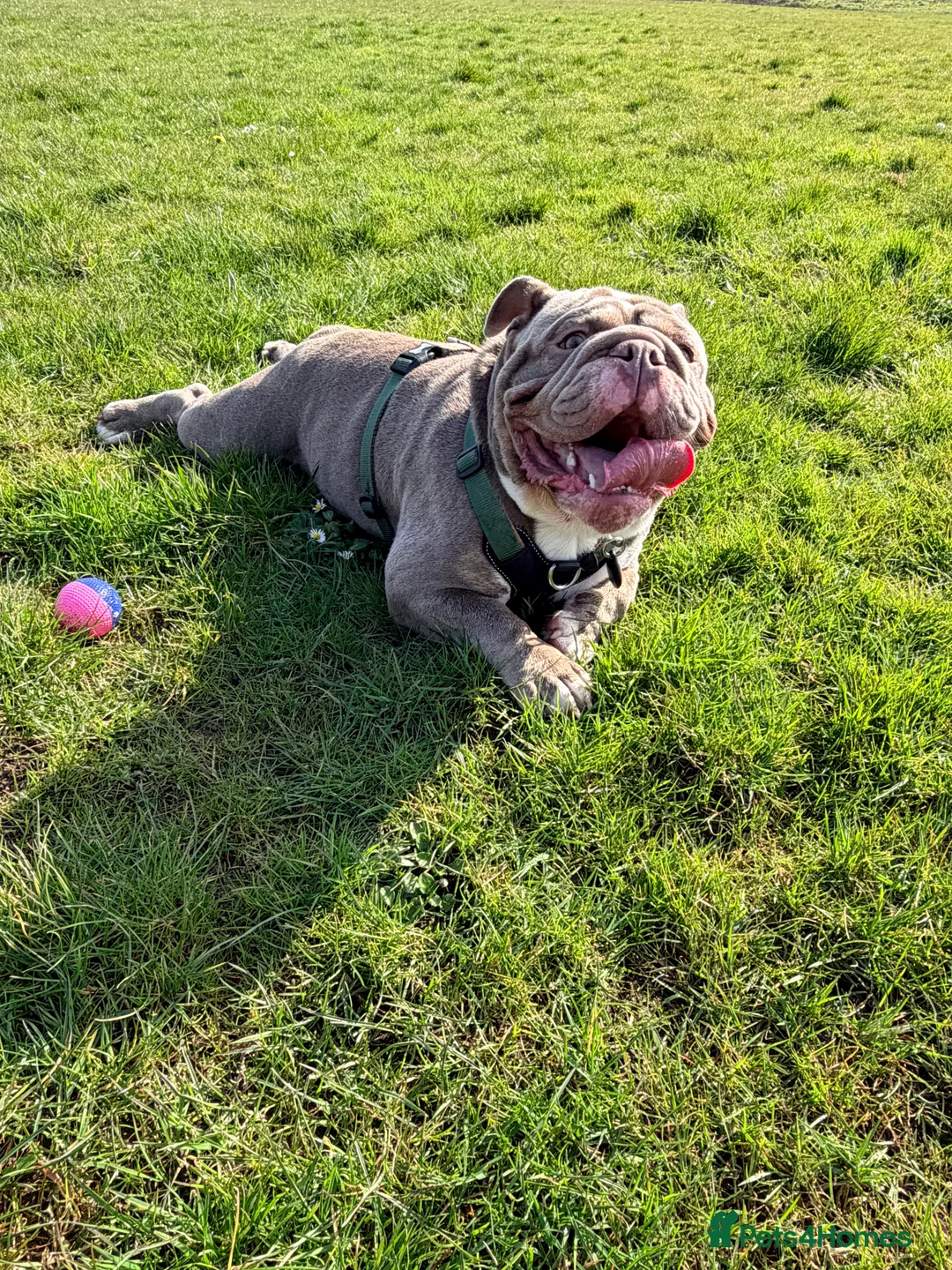 English Bulldog dogs for stud: English Bulldog for Stud in Bognor Regis - Advert 2