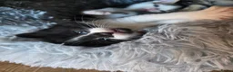 Norwegian Forest Cat cats for sale: Beautiful Norwegian forest kittens 2x boy, 2x girl - Advert 10
