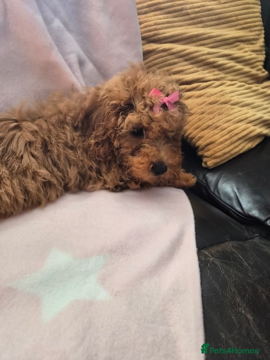 Cavapoo dogs for sale: Female Cavapoo pup  - Image 17