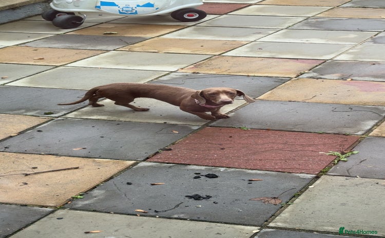 Dachshund dogs - Advert 4