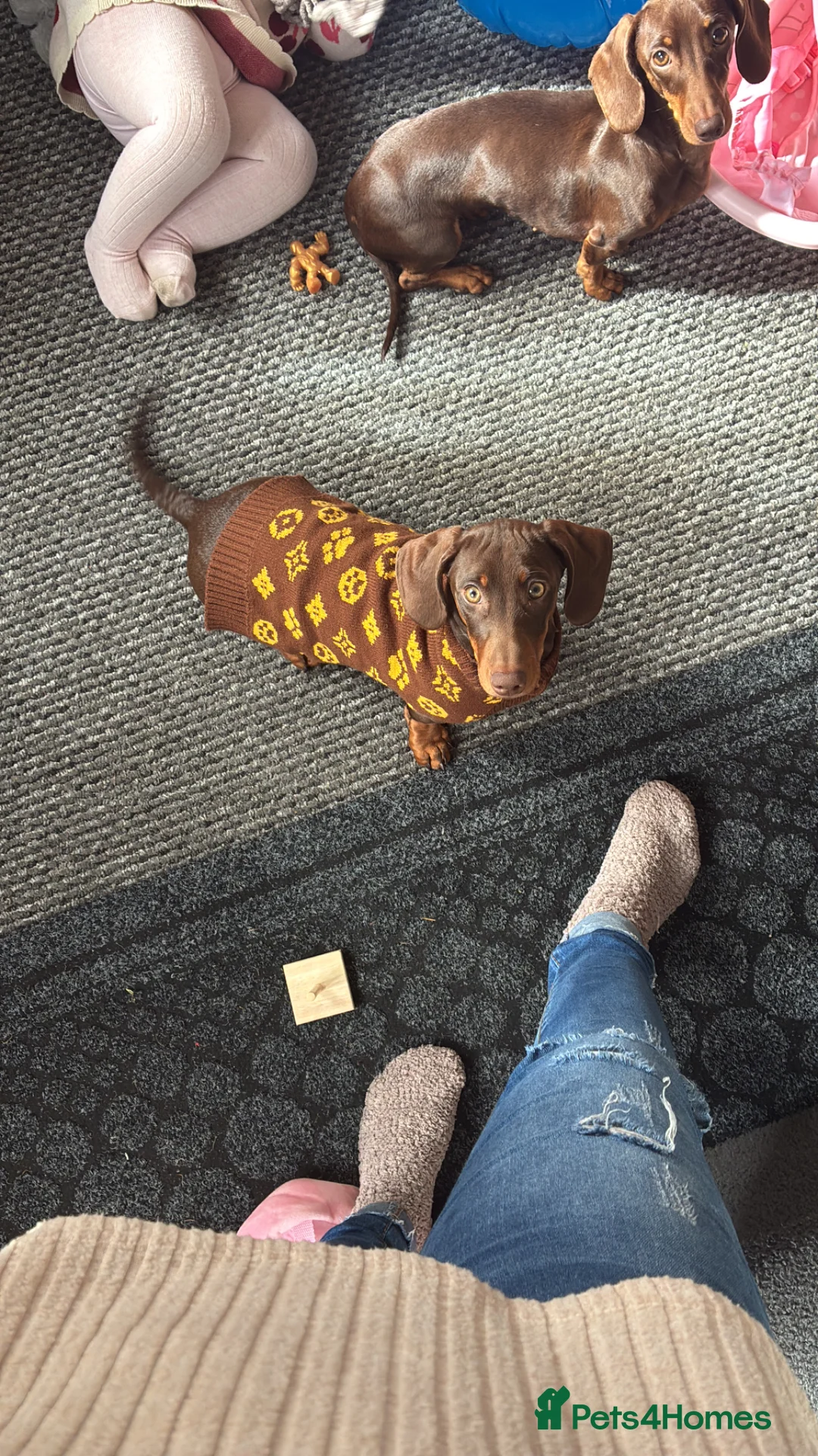 Miniature Dachshund dogs for sale: Miniature dachshund  - Advert 5