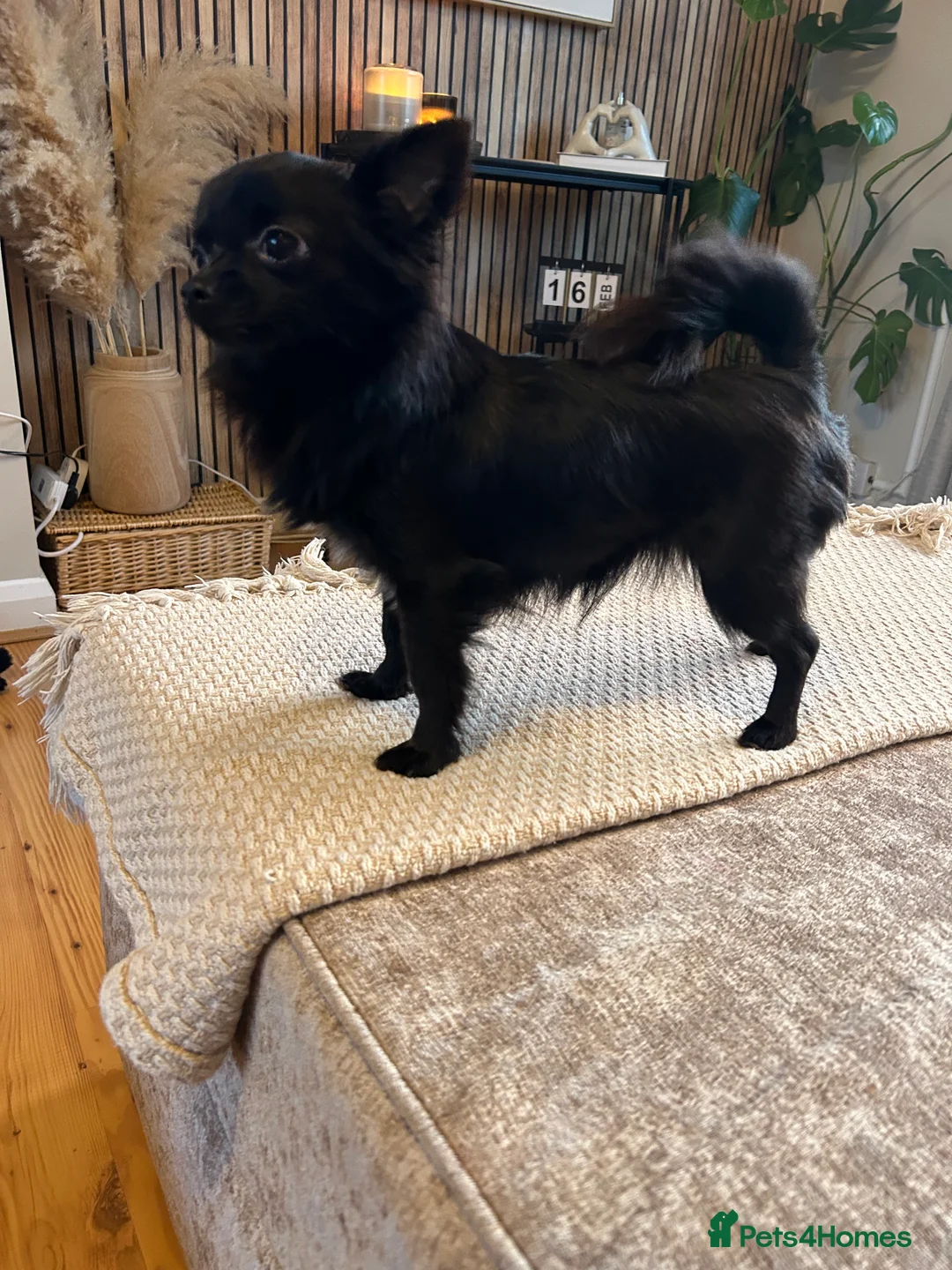 Chihuahua dogs for sale: Beautiful female chihuahua in Stamford - Advert 1