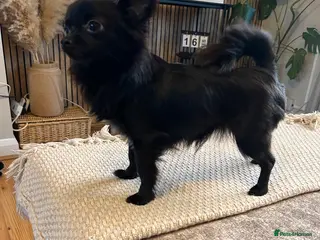 Chihuahua dogs Beautiful female chihuahua in Stamford - Advert 1