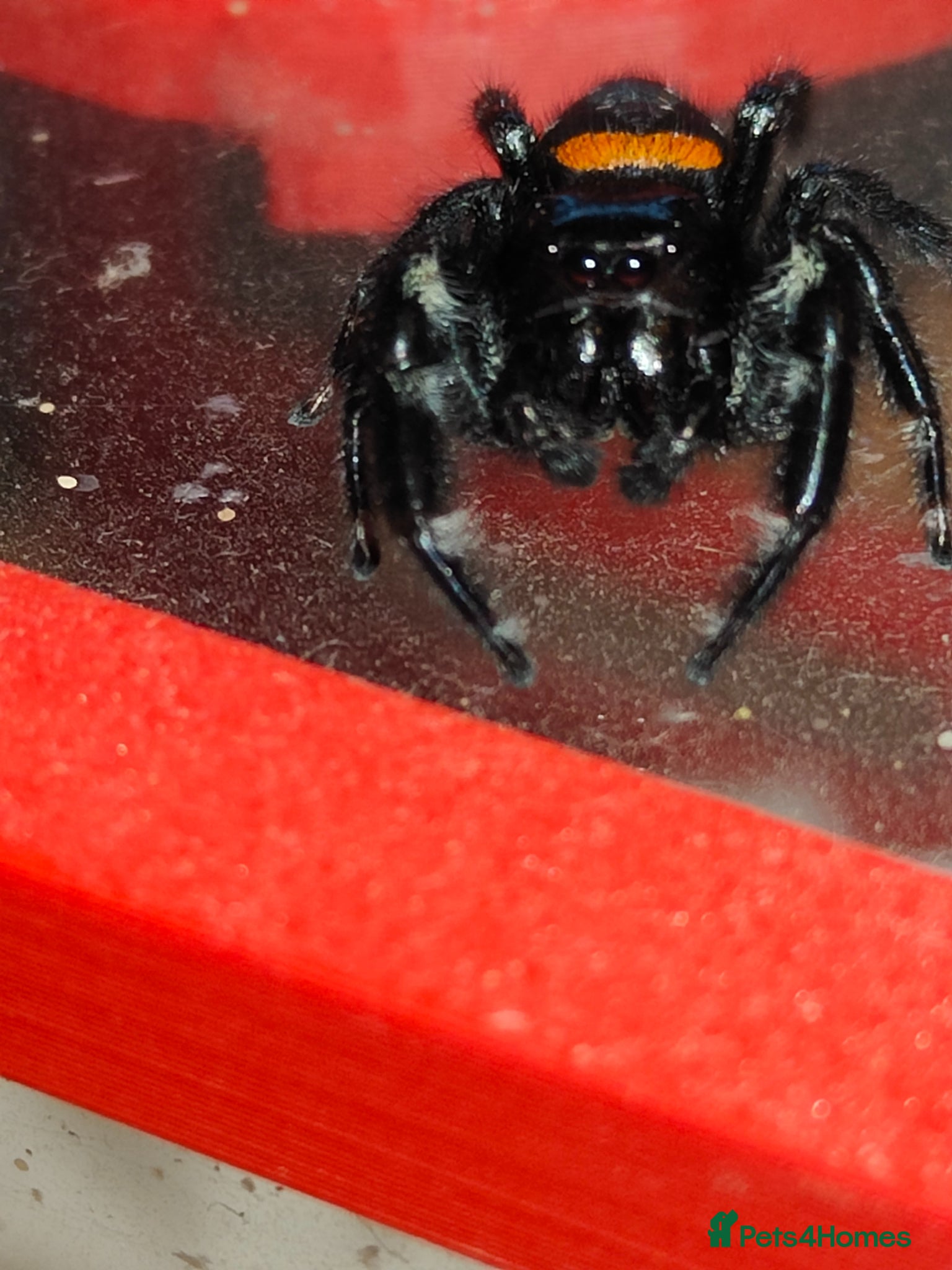 Spiders invertebrates Jumping spiders/Paraphidippus basilis/ - Advert 15